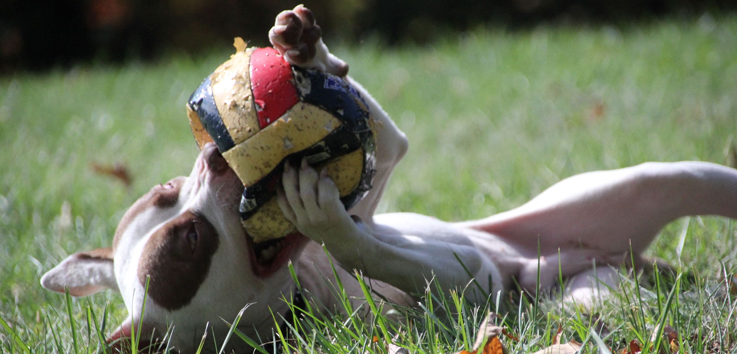 We Built the Ruff House Retreat to Give Dogs like Bandit a Chance