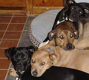 Four of our dogs